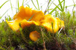 Yellow chanterelle in the grass