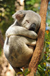 Koala sleeps on a tree