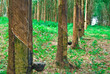 Rubber tree