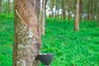 Rubber tree