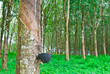 Rubber tree