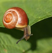 Snail Snail