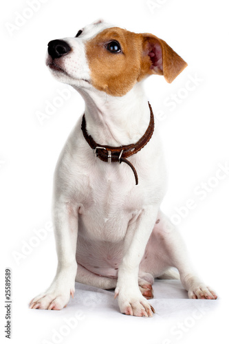 Photo: Jack Russell terrier, puppy Jack Russell terrier, puppy