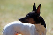 american toy fox terrier