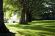 Alley of plane trees