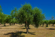A olive grove in Zakynthos island, Hellenic Republic A olive grove in Zakynthos island, Hellenic Republic