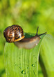 Garden snails on the leaf Garden snails on the leaf