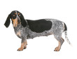 Photo : profil du basset bleu de Gascogne profil du basset bleu de Gascogne