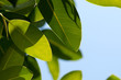 close-up magnolia leaves on blue sky background