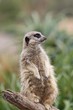 Meerkat on alert