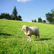 One sheep on a green meadow One sheep on a green meadow