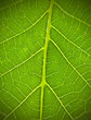 green leaf