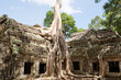 Ta Prohm in Angkor