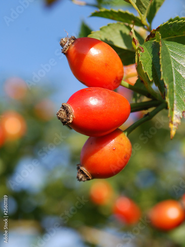 Photo: rose-hips on bush rose-hips on bush