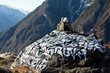Himalayan