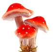 fliegenpilz trio #1