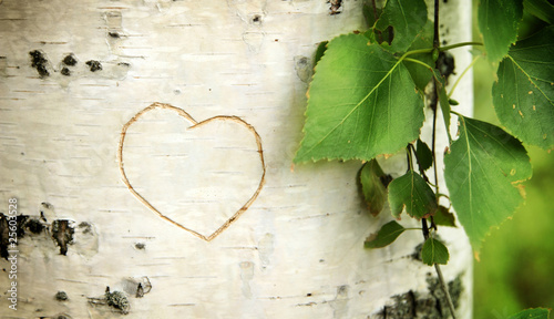 Foto: Heart curved on a birch Heart curved on a birch