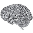 Human brain lateral view Human brain lateral view