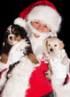 Photo: Santa with two puppies Santa with two puppies