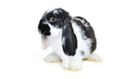l beautiful rabbit
