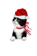 cute kitten on white cute kitten on white