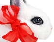 rabbit with  red ribbon