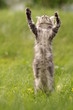 Main Coon auf 2 Beinen