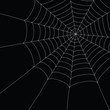 white spider web white spider web