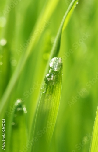 Fresh green grass with water drops on it