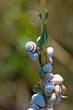 Foto: Snails Snails