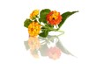 Lantana camara (Wandelröschen)