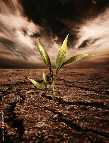 Photo: Green plant growing through dead soil Green plant growing through dead soil