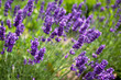 Lavendel Lavandula angustifolia