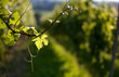Weinberge