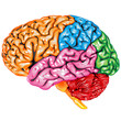 Human brain lateral view Human brain lateral view