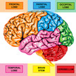 Human brain lateral view Human brain lateral view
