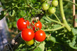 tomates cerise en grappe