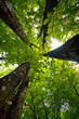 4 arbres