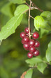 Choke Cherries