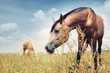 Horses