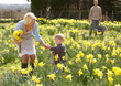 Young Family Walking Amongst Spring Daffodils Young Family Walking Amongst Spring Daffodils