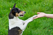 Foto: Dog laying both paws on woman hand Dog laying both paws on woman hand
