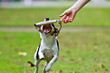 Foto: Dog tries to catch a training dummy, jumping at it Dog tries to catch a training dummy, jumping at it