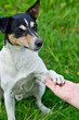 Foto: Dog makes handshake with a woman Dog makes handshake with a woman