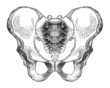 pelvic bone, vector