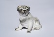 Foto: Mops Mops