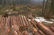 Cut trees, forest