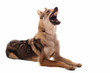 chien loup tchèque chien loup tchèque
