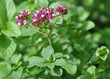 origanum vulgare