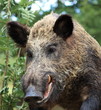 portrait du sanglier